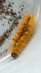 Acronicta aceris