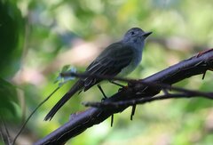 Myiarchus panamensis