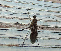 Sylvicola fenestralis