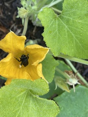 Melissodes bimaculatus