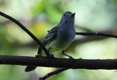 Myiarchus panamensis