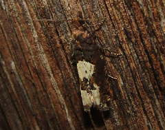 Epinotia trigonella