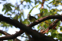 Myiarchus panamensis