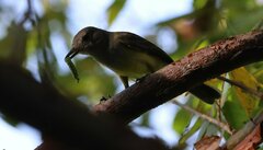 Myiarchus panamensis