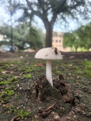 Lactocollybia