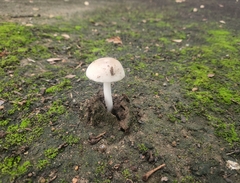 Lactocollybia
