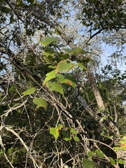 Vitis monticola