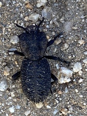 Phloeodes diabolicus