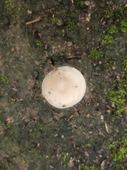 Lactocollybia