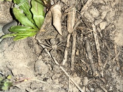 Sicarius thomisoides