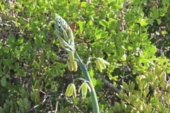 Albuca canadensis