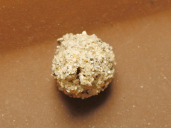 Apterona helicoidella