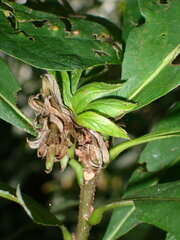 Andricus quercusfrondosus