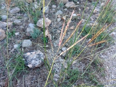 Bothriochloa ischaemum
