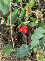 Lonicera periclymenum