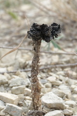 Montagnea arenaria