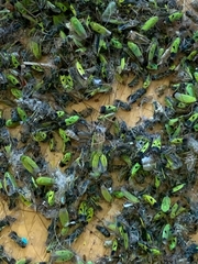 Nephotettix nigropictus