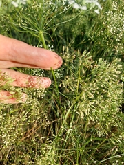 Falcaria vulgaris
