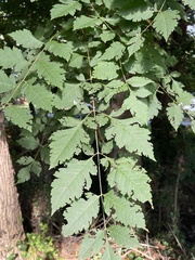 Koelreuteria paniculata