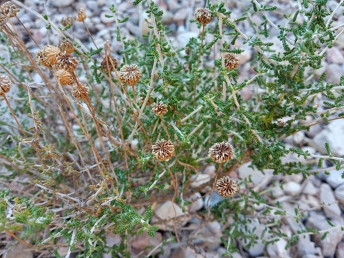 Image of Santolina chamaecyparissus by (c) Josep Gesti, some rights reserved (CC BY-SA)