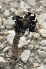 Montagnea arenaria