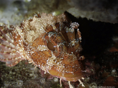 Scorpaena maderensis