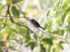 Sporophila angolensis