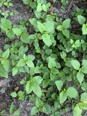 Malvastrum coromandelianum