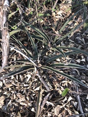 Sansevieria aethiopica