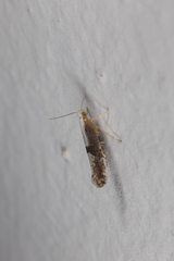 Argyresthia spinosella