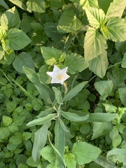 Zephyranthes chlorosolen