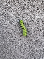 Automeris zephyria