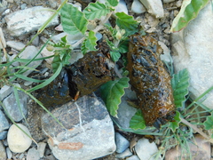 Urocyon cinereoargenteus