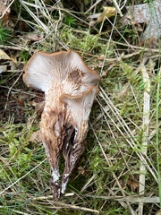 Hohenbuehelia petaloides