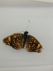 Phyciodes pallescens