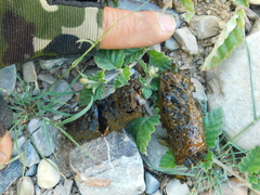 Urocyon cinereoargenteus