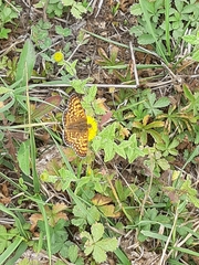 Melitaea cinxia