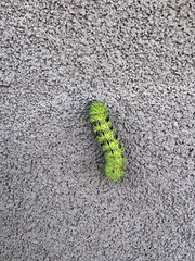 Automeris zephyria