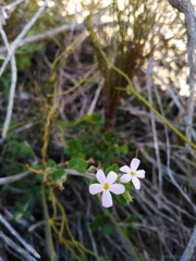 Chaenostoma hispidum