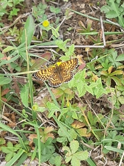Melitaea cinxia