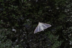 Palpita