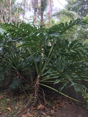Thaumatophyllum bipinnatifidum