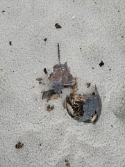 Limulus polyphemus