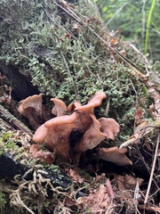 Hohenbuehelia petaloides