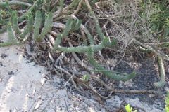Euphorbia caput-medusae