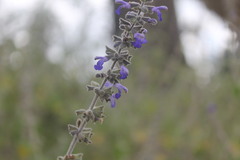Salvia melissodora