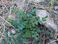 Sanguisorba minor