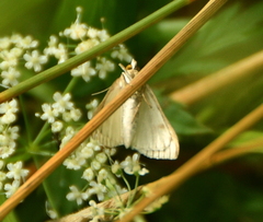 Sitochroa palealis
