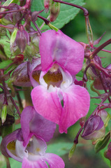 Impatiens glandulifera