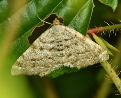 Macaria signaria